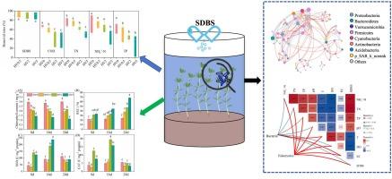 Interactions between SDBS and Hydrilla verticillata − epiphytic biofilm in wetland receiving STPs effluents: Nutrients removal and epiphytic microbial assembly