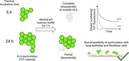 Disassembly and in vitro cell compatibility of α-lactalbumin particulates under physiologically relevant conditions