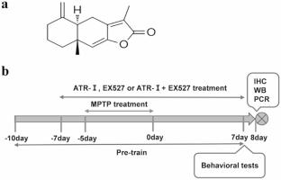 Atractylenolide-I Attenuates MPTP/MPP+‑Mediated Oxidative Stress in Parkinson’s Disease Through SIRT1/PGC‑1α/Nrf2 Axis