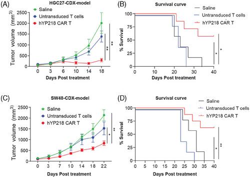 Persistence of activated anti-mesothelin hYP218 chimeric antigen receptor T cells in the tumour is associated with efficacy in gastric and colorectal carcinomas