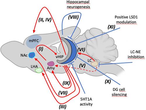 Dissecting the Hippocampal Regulation of Approach-Avoidance Conflict: Integrative Perspectives From Optogenetics, Stress Response, and Epigenetics