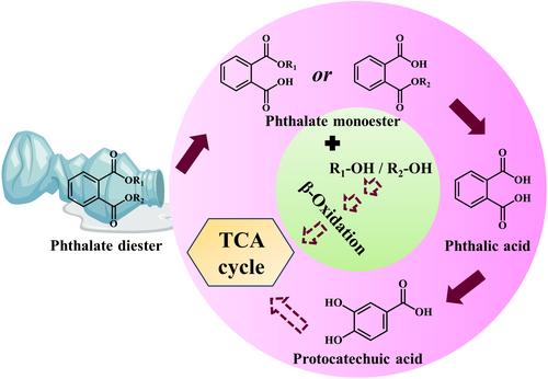 Bacterial Catabolism of Phthalates With Estrogenic Activity Used as Plasticisers in the Manufacture of Plastic Products