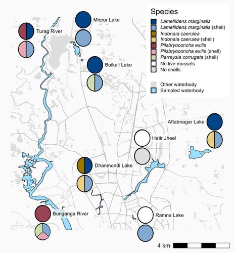 Declines in Freshwater Mussels and Loss of Mussel–Invertebrate Interactions in the Subtropical Waterbodies of Dhaka, Bangladesh