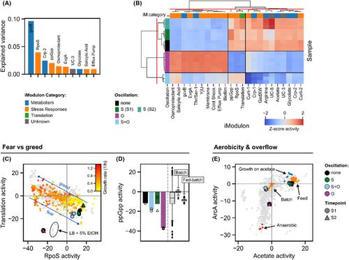 Combined oxygen and glucose oscillations distinctly change the transcriptional and physiological state of Escherichia coli