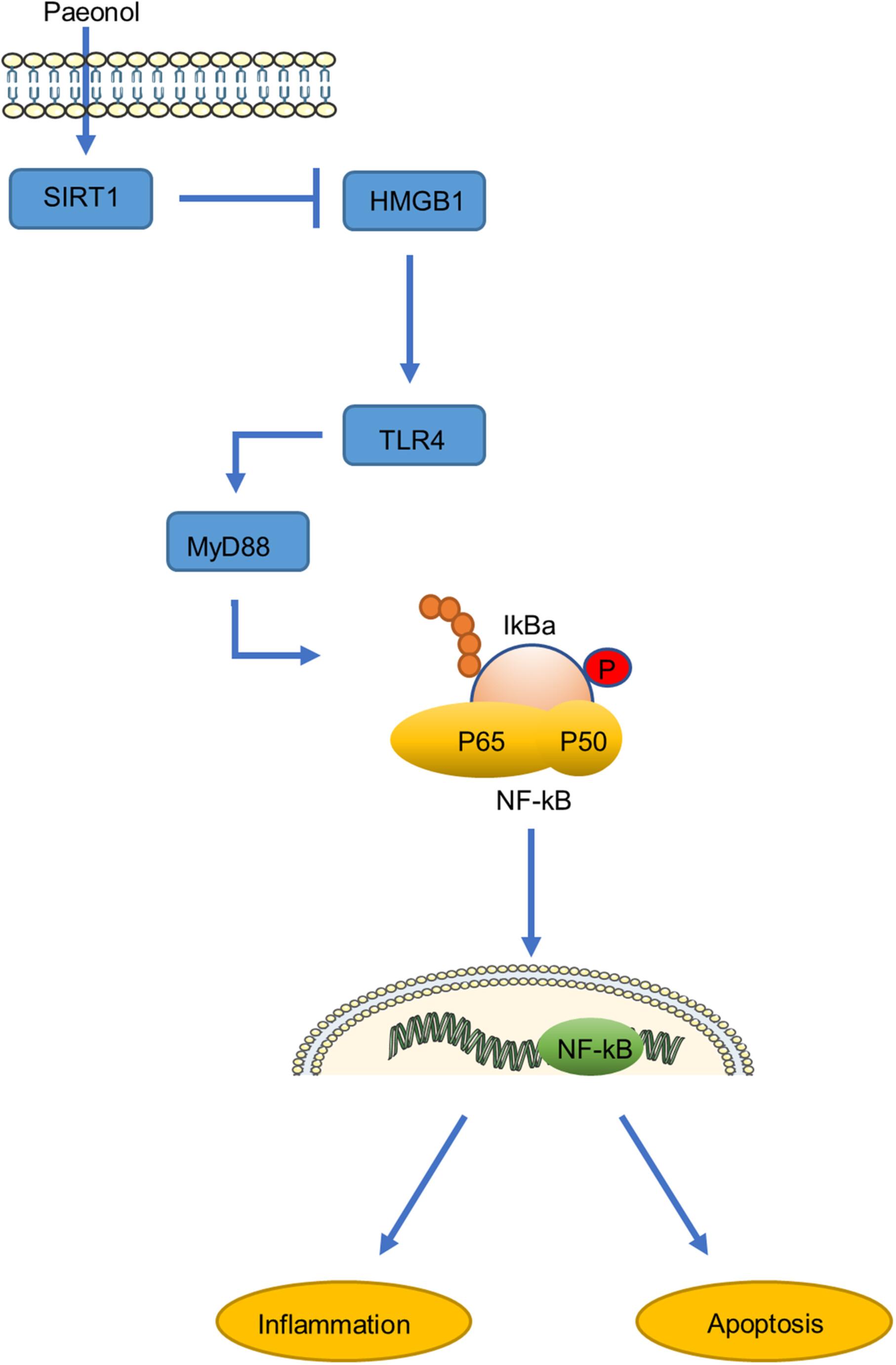 Paeonol Alleviates Subarachnoid Hemorrhage Injury in Rats Through Upregulation of SIRT1 and Inhibition of HMGB1/TLR4/MyD88/NF-κB Pathway