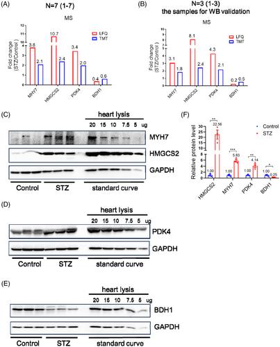 Subcellular mass spectrometric detection unveils hyperglycemic memory in the diabetic heart