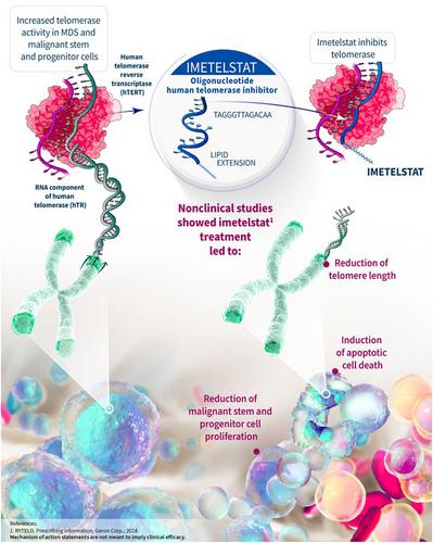 Imetelstat, a novel, first-in-class telomerase inhibitor: Mechanism of action, clinical, and translational science.