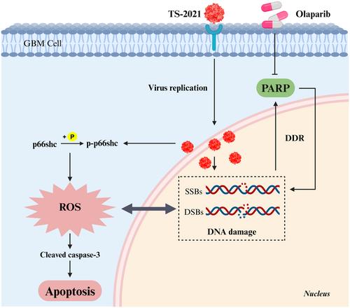 Olaparib Enhances the Efficacy of Third-Generation Oncolytic Adenoviruses Against Glioblastoma by Modulating DNA Damage Response and p66shc-Induced Apoptosis