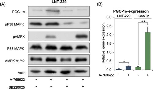 An AMP-activated protein kinase-PGC-1α axis mediates metabolic plasticity in glioblastoma