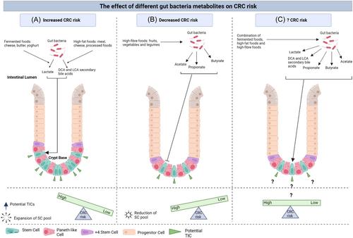 Recent advances on the impact of protumorigenic dietary-derived bacterial metabolites on the intestinal stem cell