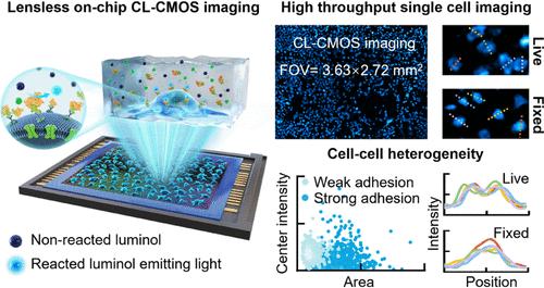 Lensless On-Chip Chemiluminescence Imaging for High-Throughput Single-Cell Heterogeneity Analysis