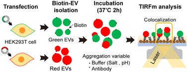 Evaluation of extracellular vesicle aggregation by single vesicle analysis†