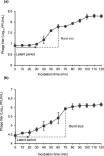 Characterization of two Campylobacter jejuni phages and evaluation of their antibacterial efficacy with EDTA