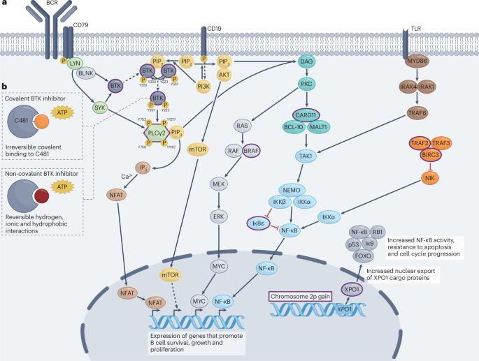 Navigating the changing landscape of BTK-targeted therapies for B cell lymphomas and chronic lymphocytic leukaemia