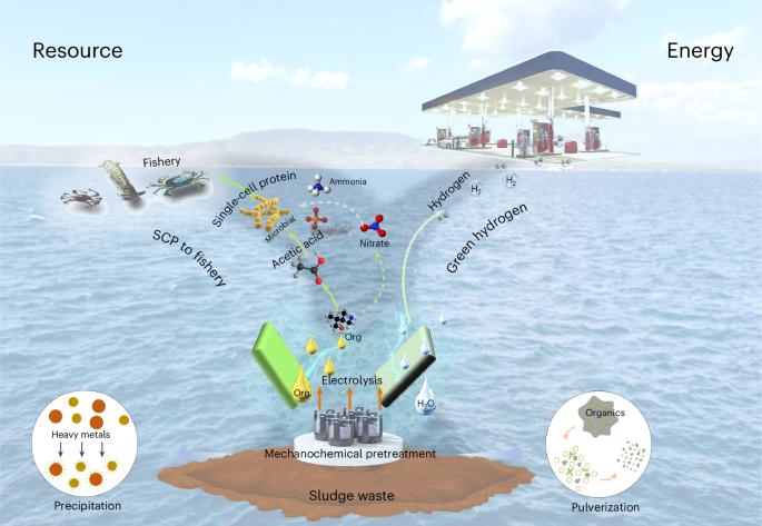 Solar-driven sewage sludge electroreforming coupled with biological funnelling to cogenerate green food and hydrogen