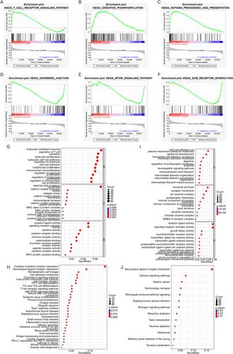 Identification of Vesicle-Mediated Transport-Related Genes for Predicting Prognosis, Immunotherapy Response, and Drug Screening in Cervical Cancer