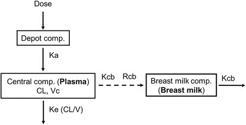 Population pharmacokinetic modeling of paired plasma–breast milk lamivudine data for estimation of infant exposure in breastfeeding mother–infant pairs