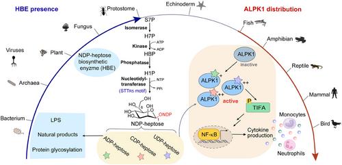 NDP-β-d-manno-heptoses are small molecule agonists sensed by the vertebrates to discriminate organisms of different kingdoms