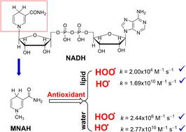 The radical scavenging activity of 1-methyl-1,4-dihydronicotinamide: theoretical insights into the mechanism, kinetics and solvent effects†