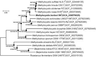 Methylocystis borbori sp.nov., a novel methanotrophic bacterium from the sludge of a freshwater lake and its metabolic properties