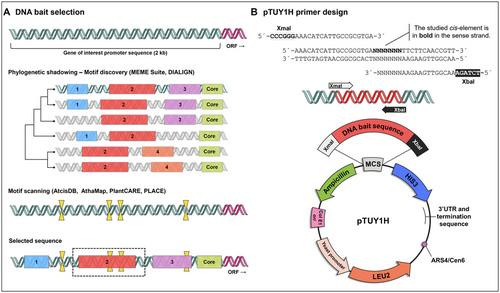 Workflow to Select Functional Promoter DNA Baits and Screen Arrayed Gene Libraries in Yeast