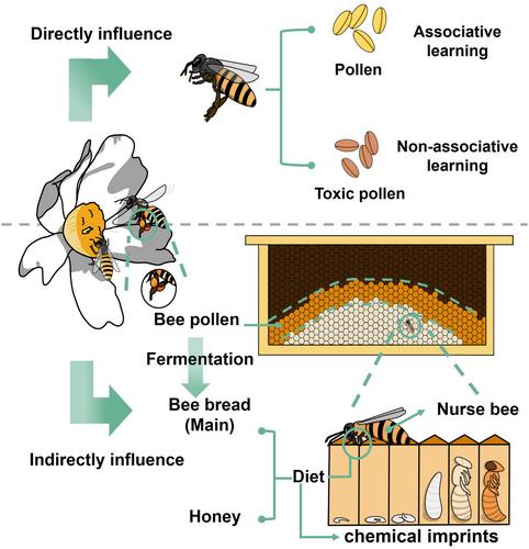 New perspective on pollen toxicity in Camellia oleifera