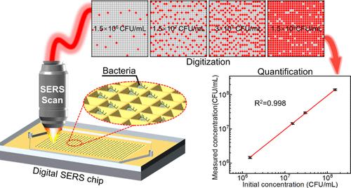 Microcavity Array-Based Digital SERS Chip for Rapid and Accurate Label-free Quantitative Detection of Live Bacteria