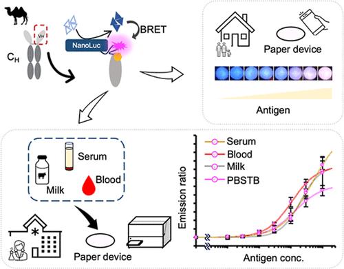 BRET Nano Q-Body: A Nanobody-Based Ratiometric Bioluminescent Immunosensor for Point-of-Care Testing