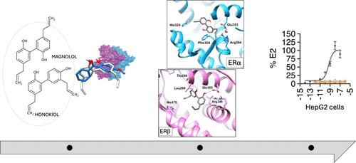 Exploring Biological Targets of Magnolol and Honokiol and their Nature-Inspired Synthetic Derivatives: In Silico Identification and Experimental Validation of Estrogen Receptors