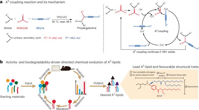 Optimization of the activity and biodegradability of ionizable lipids for mRNA delivery via directed chemical evolution