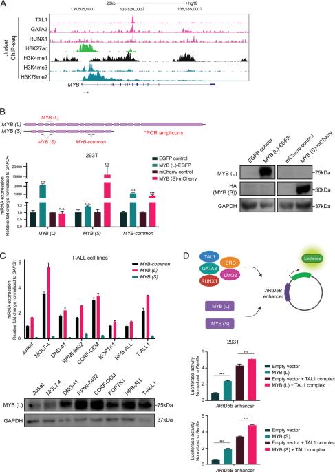 Transcriptional regulatory program controlled by MYB in T-cell acute lymphoblastic leukemia