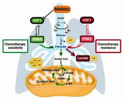 Melittin suppresses aerobic glycolysis by regulating HSF1/PDK3 to increase chemosensitivity of NSCLC