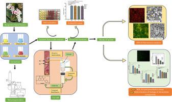 Antibacterial and antibiofilm activities of extract and bioactive compounds from Bergenia ciliata (Haw.) Sternb. flowers against Streptococcus mutans through cell membrane damage