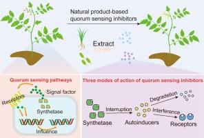 Application of natural product-based quorum sensing inhibitors in plant pathogen control: A review