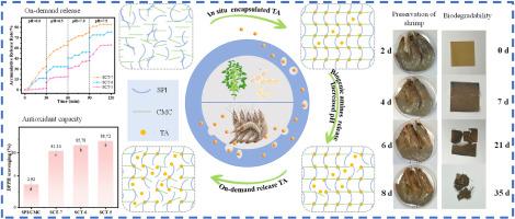 pH triggered on-demand tannic acid release via “open-close” of soybean isolate proteins spatial structure for shrimp preservation