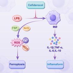 Cefiderocol has immunoregulative effects in LPS-induced vitro experimental model via inhibiting inflammation and ferroptosis