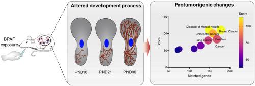 Altered mammary gland development and pro-tumorigenic changes in young female mice following prenatal BPAF exposure