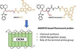 Grafting a chromophore on AMD070 analogues for CXCR4 bioimaging: Chemical synthesis and in vitro assessment of the inhibition properties of the CXCR4 receptor