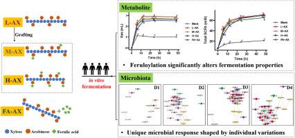 Strategic alteration of arabinoxylan feruloylation enables selective shaping of the human gut microbiota