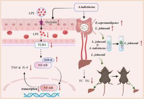 Administration of Alistipes indistinctus prevented the progression from nonalcoholic fatty liver disease to nonalcoholic steatohepatitis by enhancing the gut barrier and increasing Lactobacillus spp.