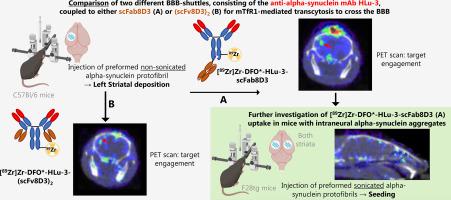 New prospects for 89Zr-immuno-PET in brain applications – Alpha-synucleinopathies