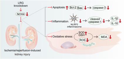 Knockdown of Leucine-rich alpha-2-glycoprotein 1 alleviates renal ischemia-reperfusion injury by inhibiting NOX4-mediated apoptosis, inflammation, and oxidative stress