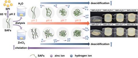 Amelioration of extremely acidic environment of soy protein amyloid fibrils to enhance gelation performance by dialysis strategy: Effects of pH and ions