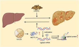 Gan-Jiang-Ling-Zhu decoction improves steatohepatitis induced by choline-deficient-high-fat-diet through the METTL14/N6-methyladenosine-mediated Ugt2a3 expression