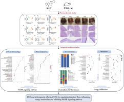 Multi-omics analysis combined with network pharmacology revealed the mechanisms of rutaecarpine in chronic atrophic gastritis