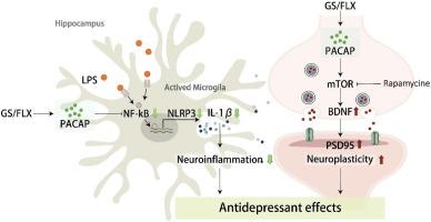 Chronic treatment of mixture of two iridoids proportional to prescriptional dose of Yueju improves hippocampal PACAP-related neuroinflammation and neuroplasticity signaling in the LPS-induced depression model