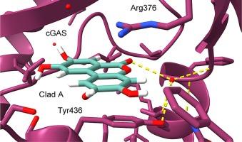 Cladophorol-A is an inhibitor of cyclic GMP-AMP synthase