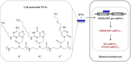 Cell penetrable peptide nucleic acids targeting PDZK1IP1 with anti-inflammatory potential in human keratinocytes