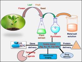 Recent advancements in the plant-based synthesis and mechanistic insights of noble metal nanoparticles and their therapeutic applications