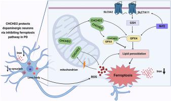 Neuroprotective Role of CHCHD2 in Parkinson's Disease: Insights into the GPX4-Related Ferroptosis Pathway